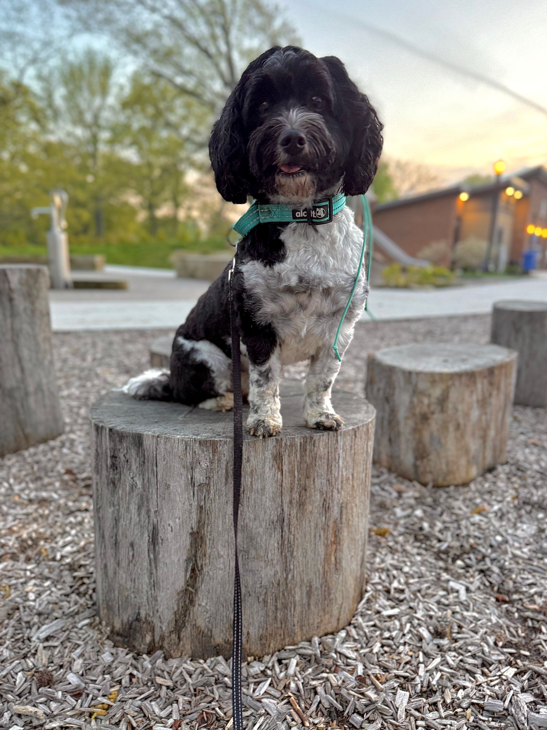 Black and white dog with teal collar sits on a tree stump in a park, smiling.