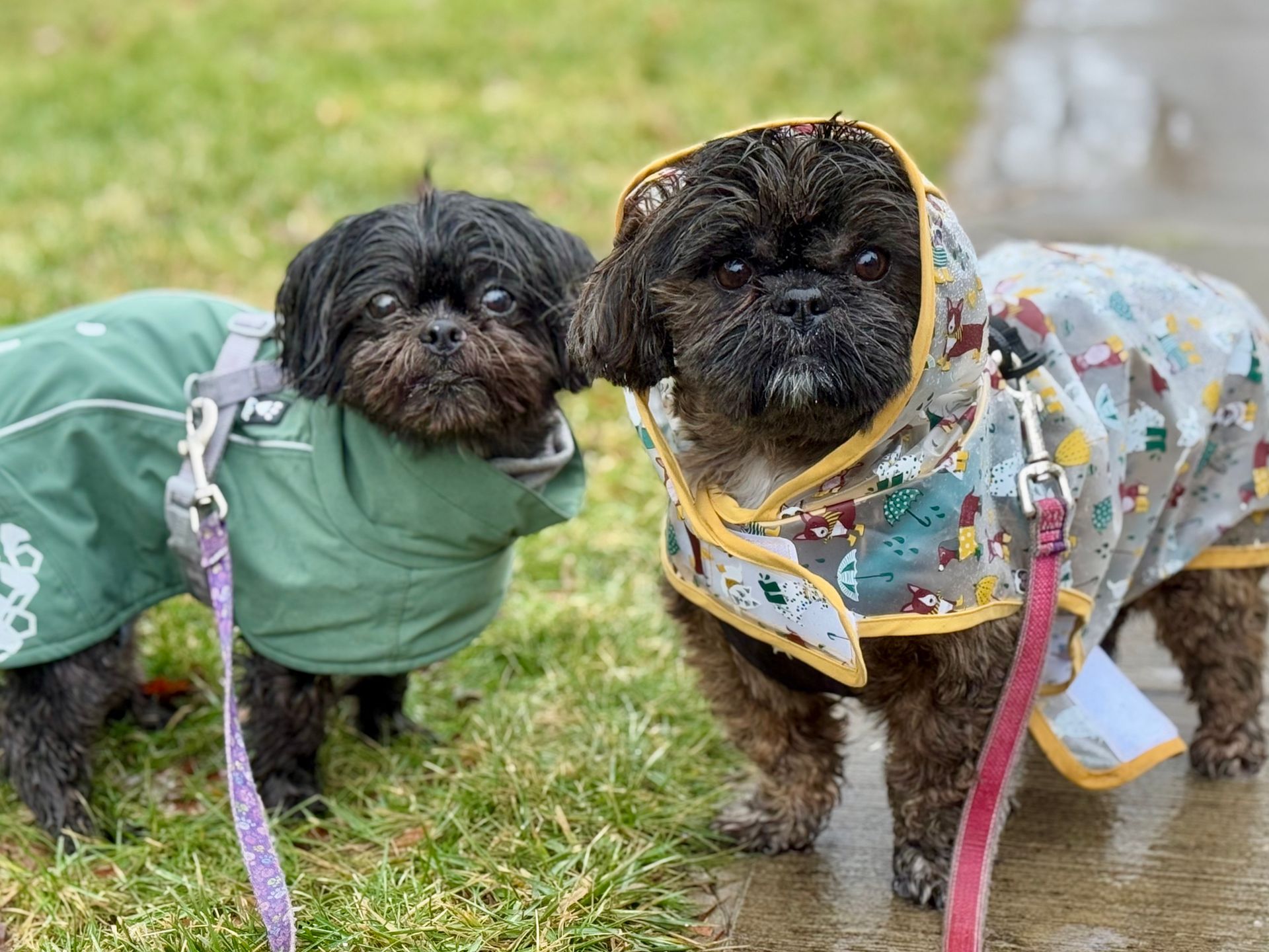 Two small dogs in raincoats on a grassy surface. One wears green, the other a patterned raincoat with a hood.