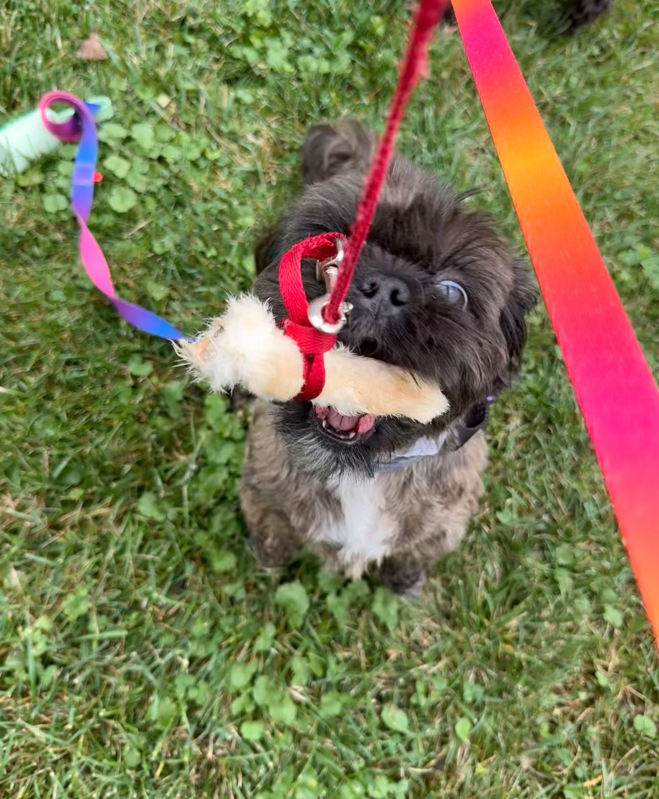 Puppy with a rabbit foot on a leash in its mouth. Playing outside. Bright leash, green grass, happy expression.
