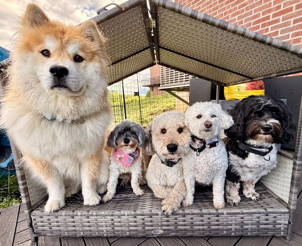 Five dogs sitting together on a woven bench under a canopy. The dogs have various fur colors.