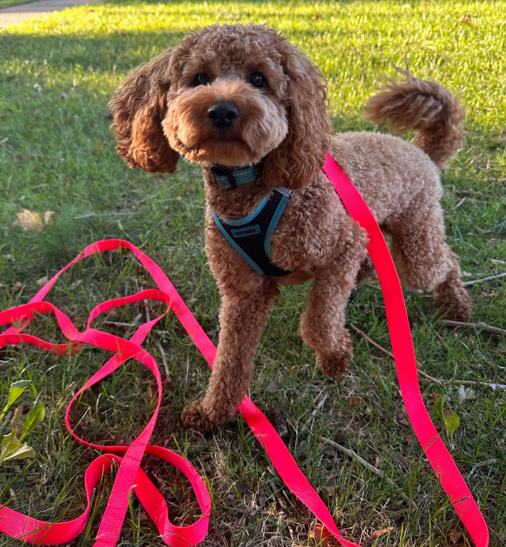 Curly brown dog on a leash standing on grass, wearing a black  and blue lined harness with pink long leash nearby.