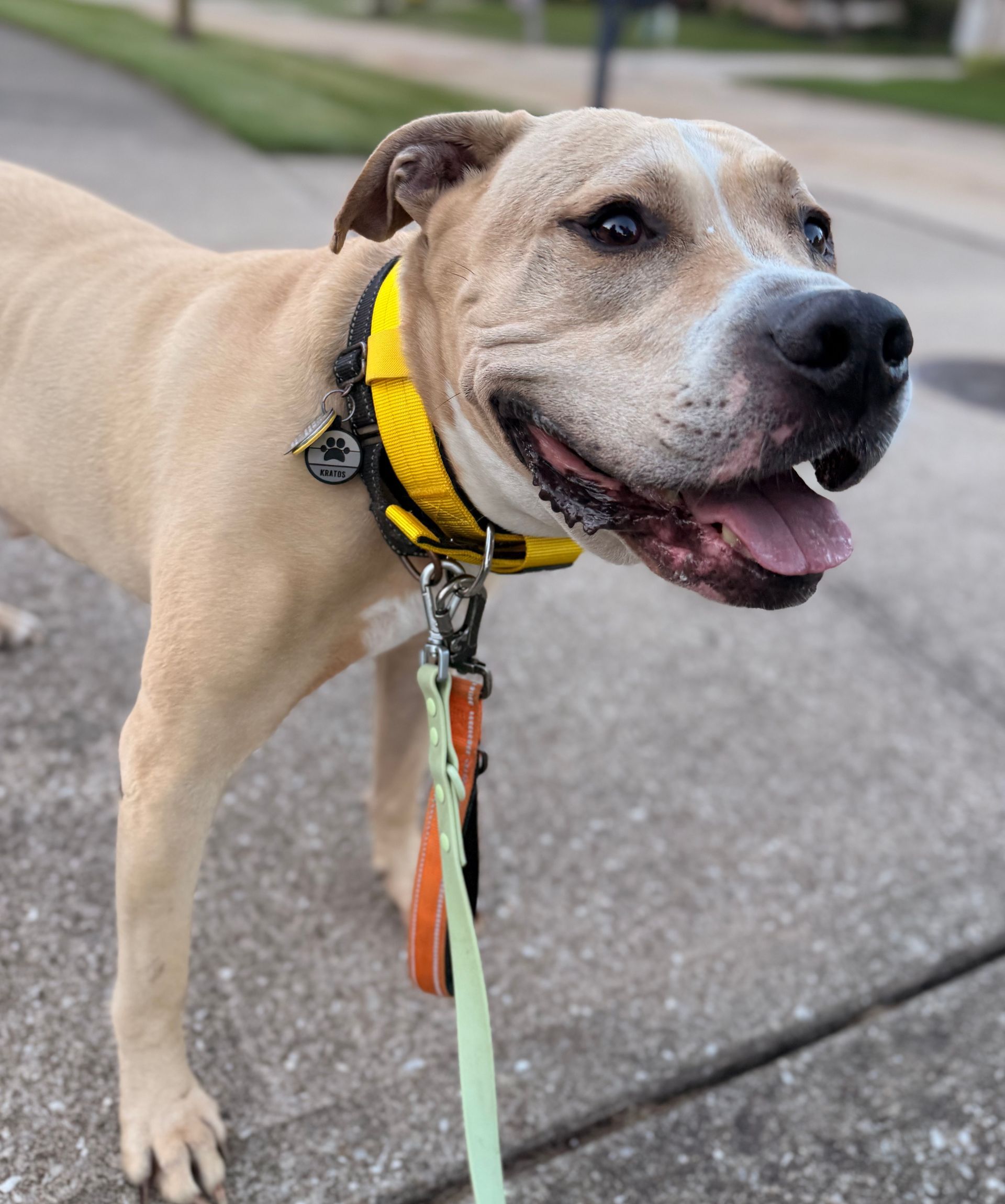 Tan and white dog wearing a yellow collar and leash, standing on a sidewalk with a happy expression.