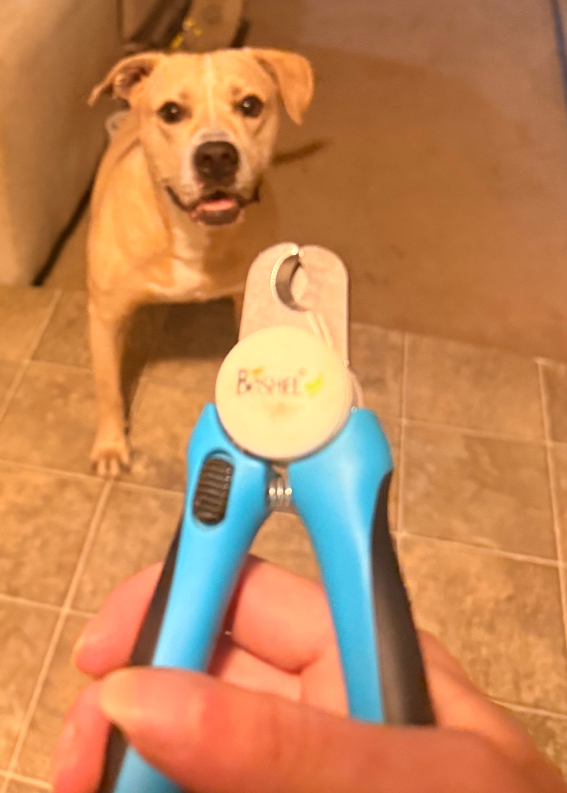 Dog looking at blue and black nail clippers being held by a hand.