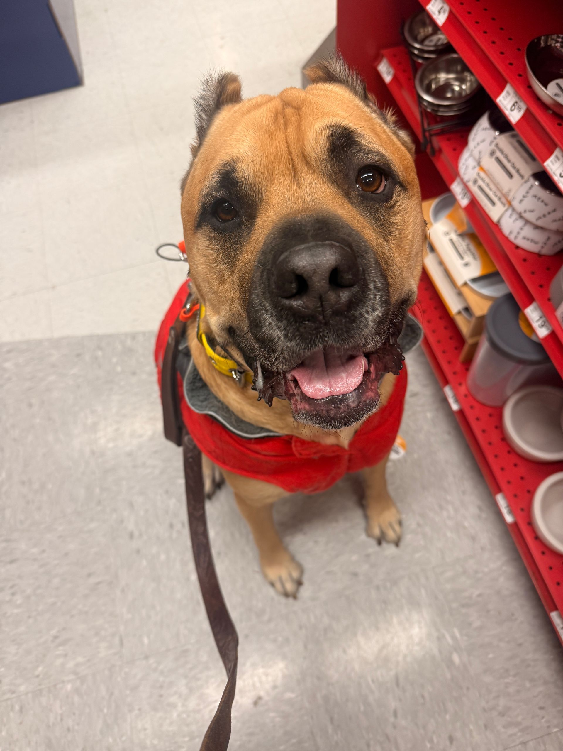 Smiling dog wearing a red vest and collar in a pet store, looking up.