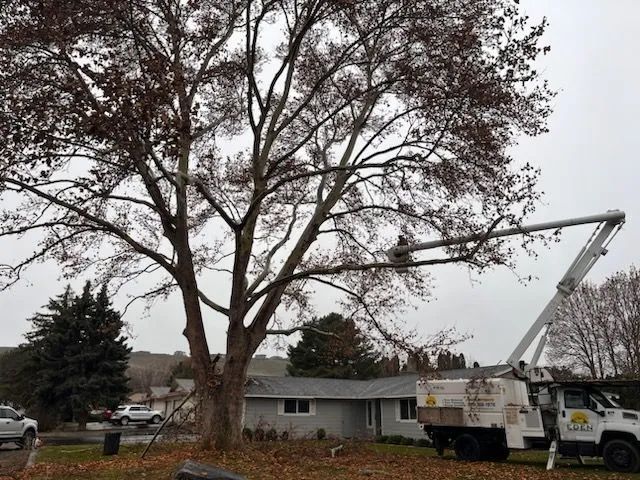 A tree cutting truck is parked in front of a house.