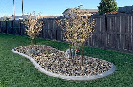 A garden with trees and rocks in front of a fence.