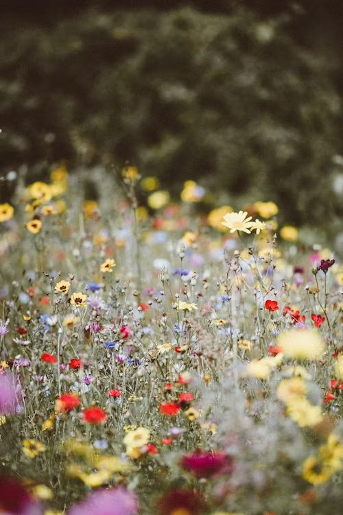 Field of colorful wildflowers, including yellow, red, and purple blooms, in a soft-focus setting.