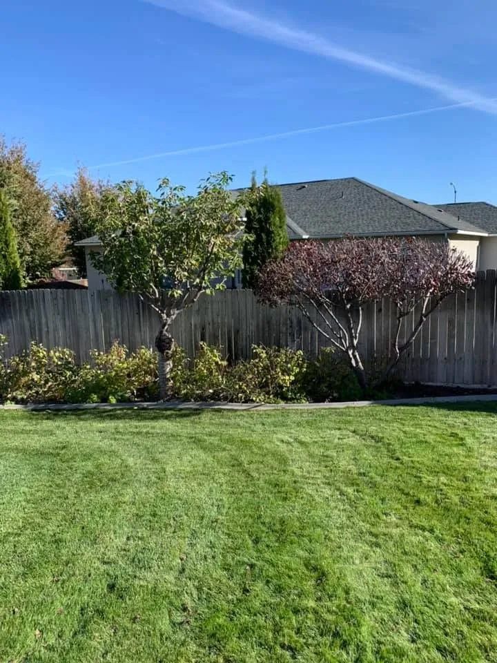 A lush green yard with a wooden fence and a house in the background.
