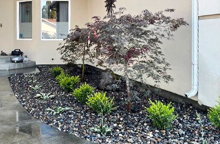 A garden with a tree and bushes in front of a house.