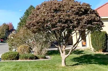 A tree in a lush green yard in front of a house.