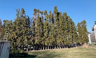 A row of trees in a yard with a house in the background.