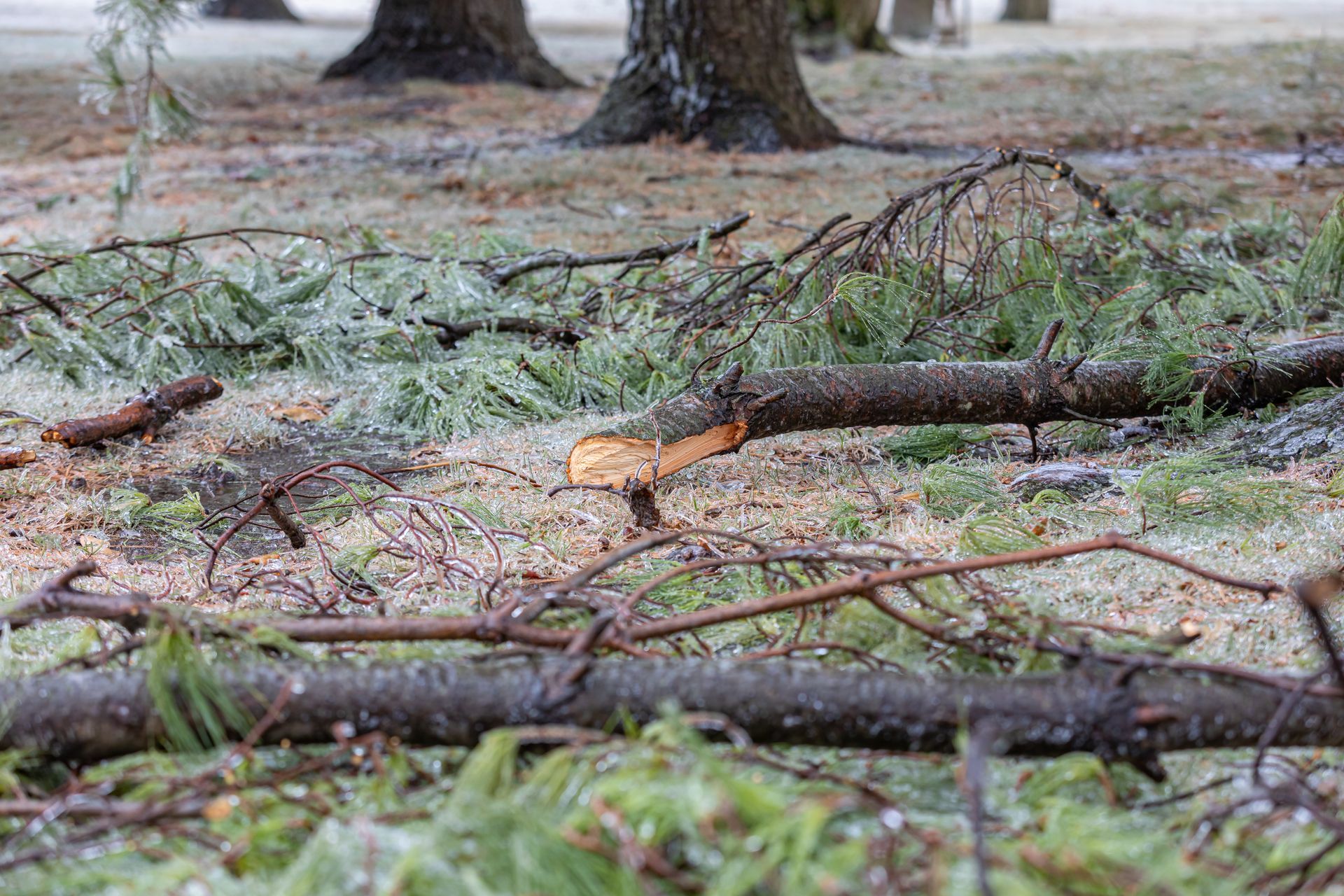 Fallen tree branches and a small orange fox-like animal on frosty ground in a wooded area