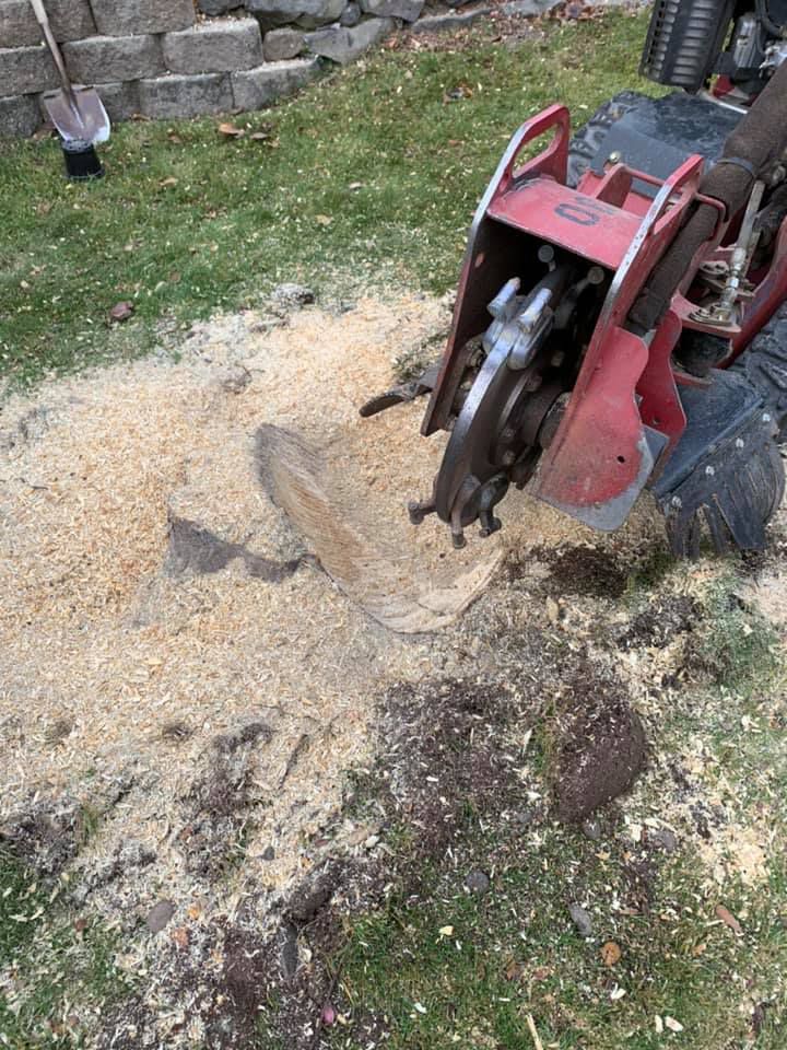 A stump grinder is cutting a tree stump in a yard.