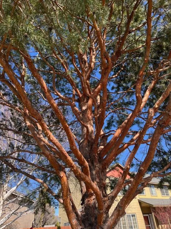 A close up of a pine tree with lots of branches against a blue sky.