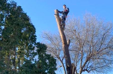 A man is climbing a tree with a chainsaw.