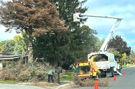 A tree is being cut down by a machine on the side of the road.