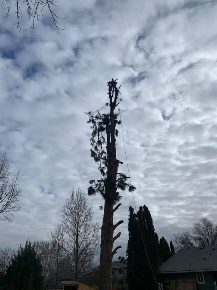 A tree stump is being removed from a tree in front of a house.