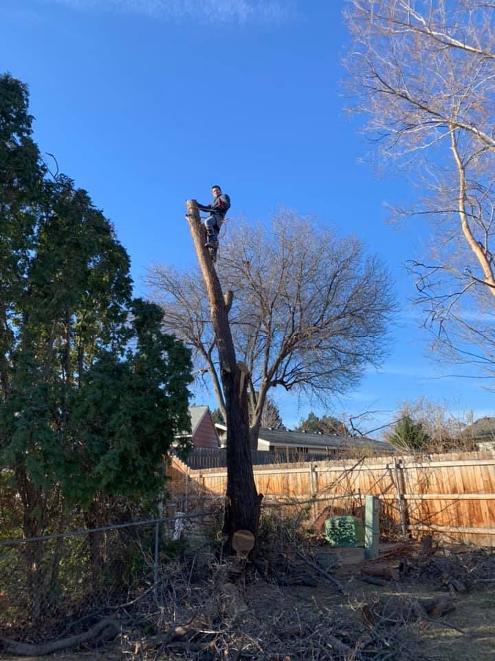 A man is climbing a tree in a backyard.