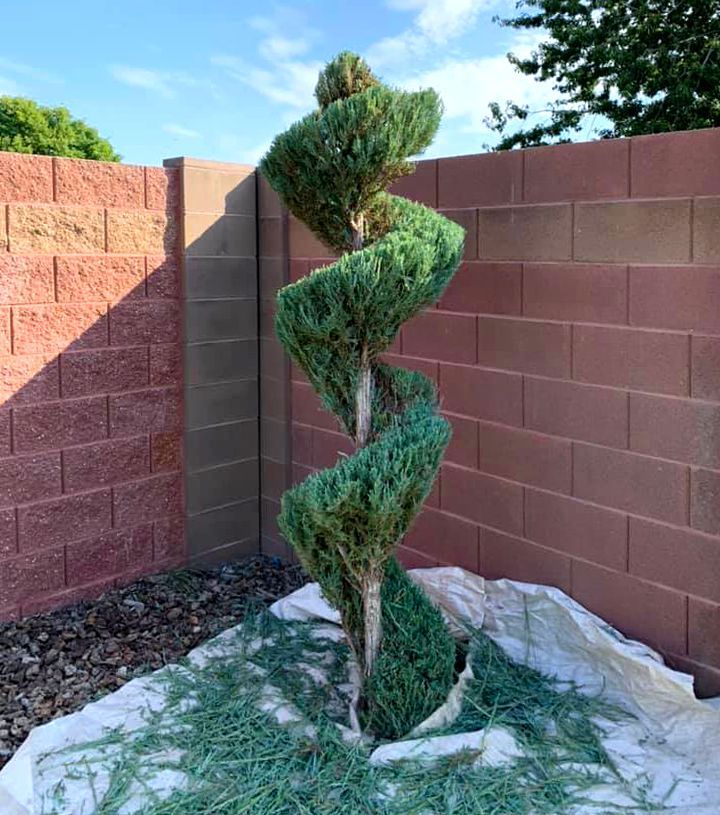 A spiral tree in front of a brick wall