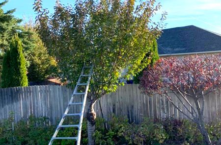 A person is standing on a ladder next to a tree in a backyard.