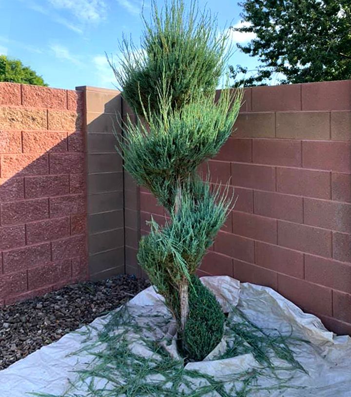 A large tree is sitting in front of a brick wall.