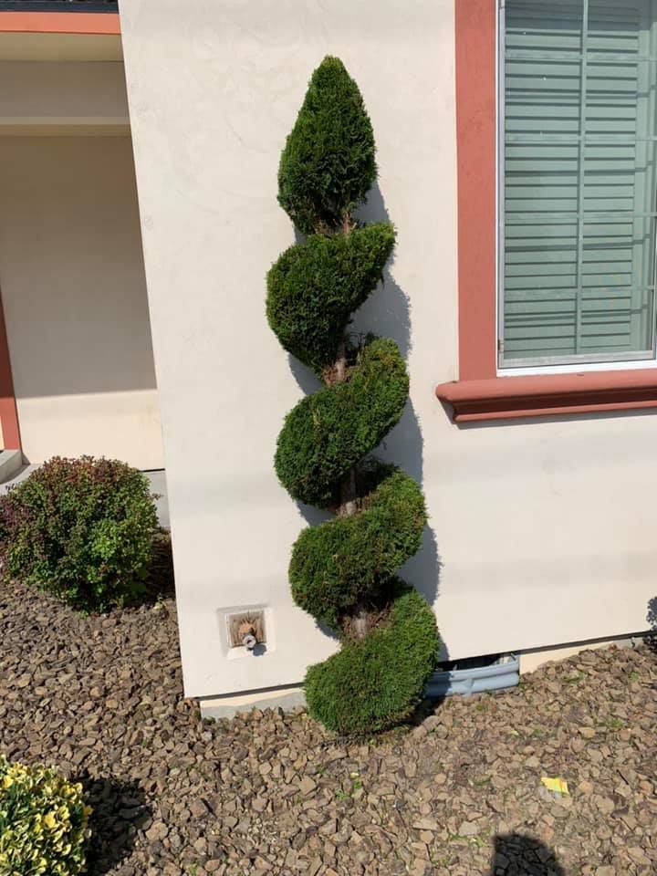 A spiral tree is growing in front of a house.