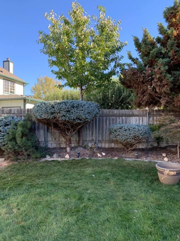A backyard with a fence , trees , bushes and a house in the background.