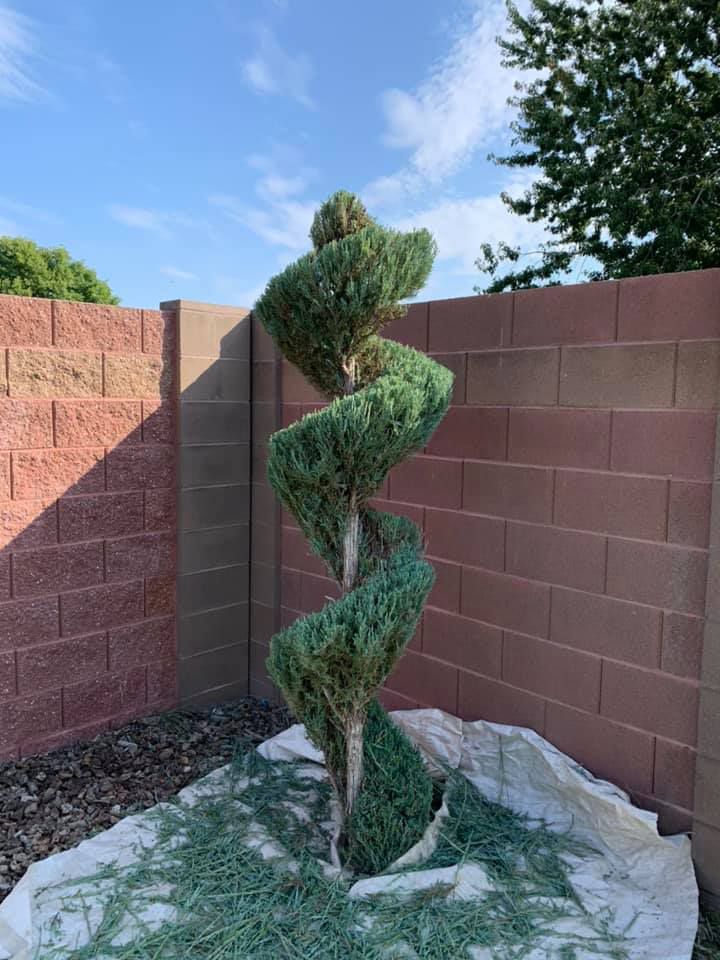 A spiral tree is sitting in front of a brick wall.