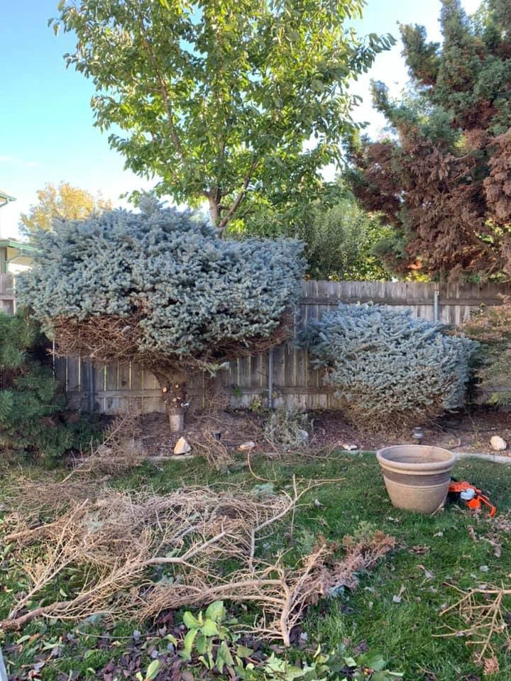 A backyard with a fence , bushes , and a potted plant.