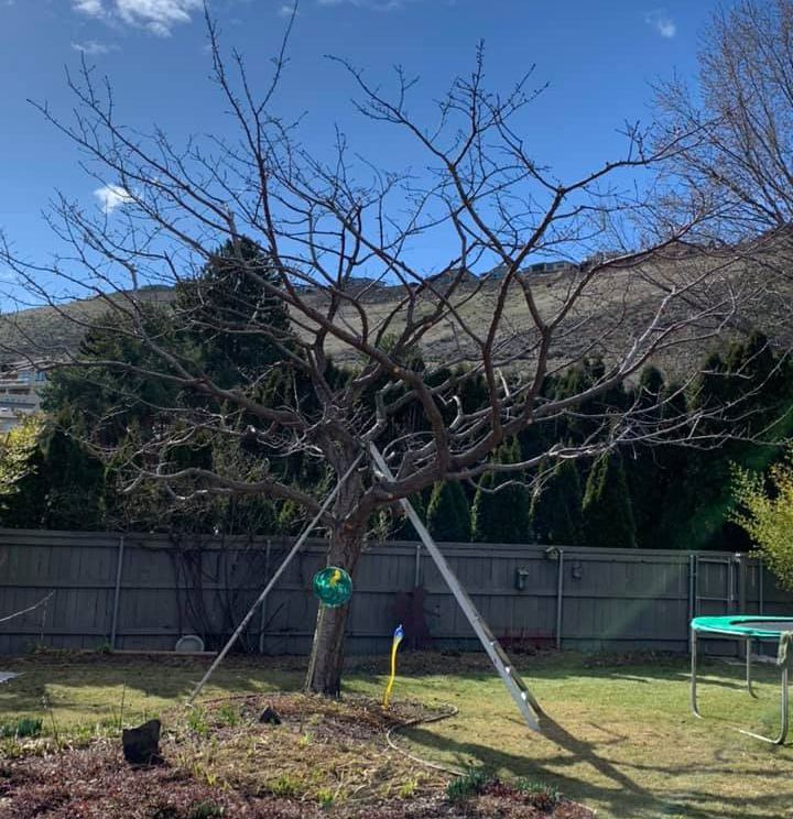 A tree in a backyard with a trampoline in the background