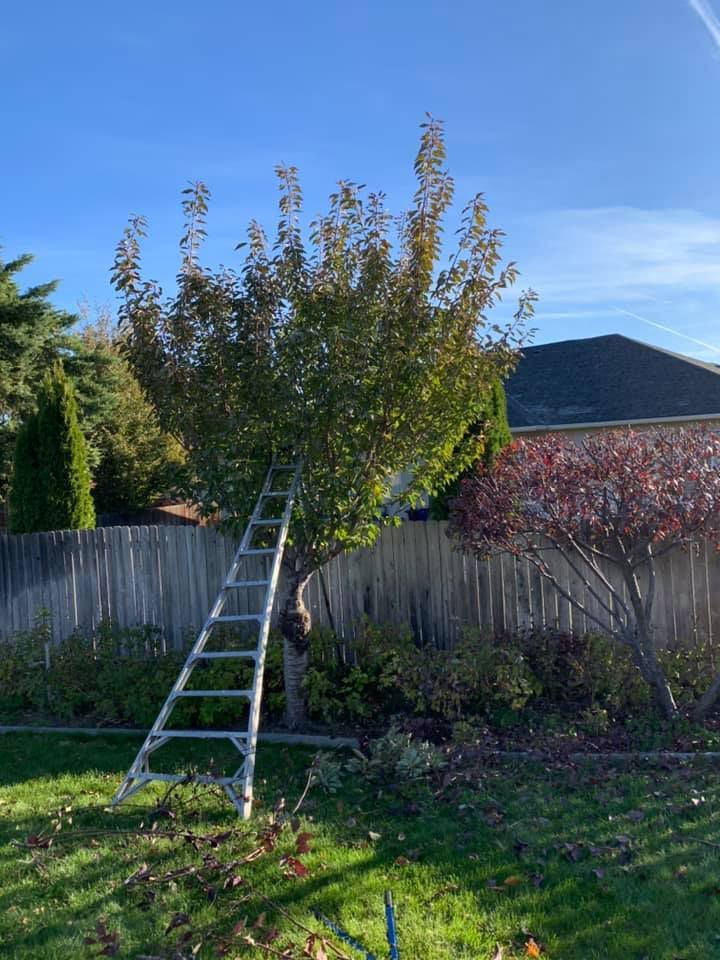 A ladder is leaning against a tree in a backyard.