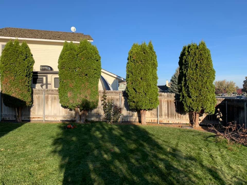 A backyard with a wooden fence and trees in front of a house.