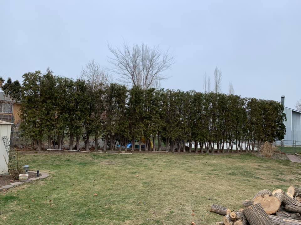 A row of trees in a yard with a house in the background.