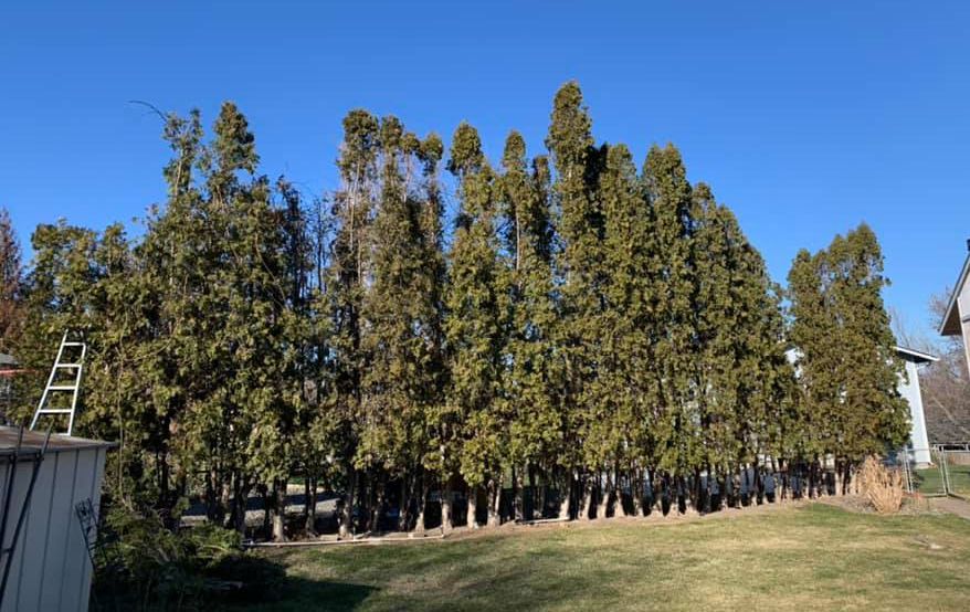 A row of trees in a yard with a blue sky in the background.