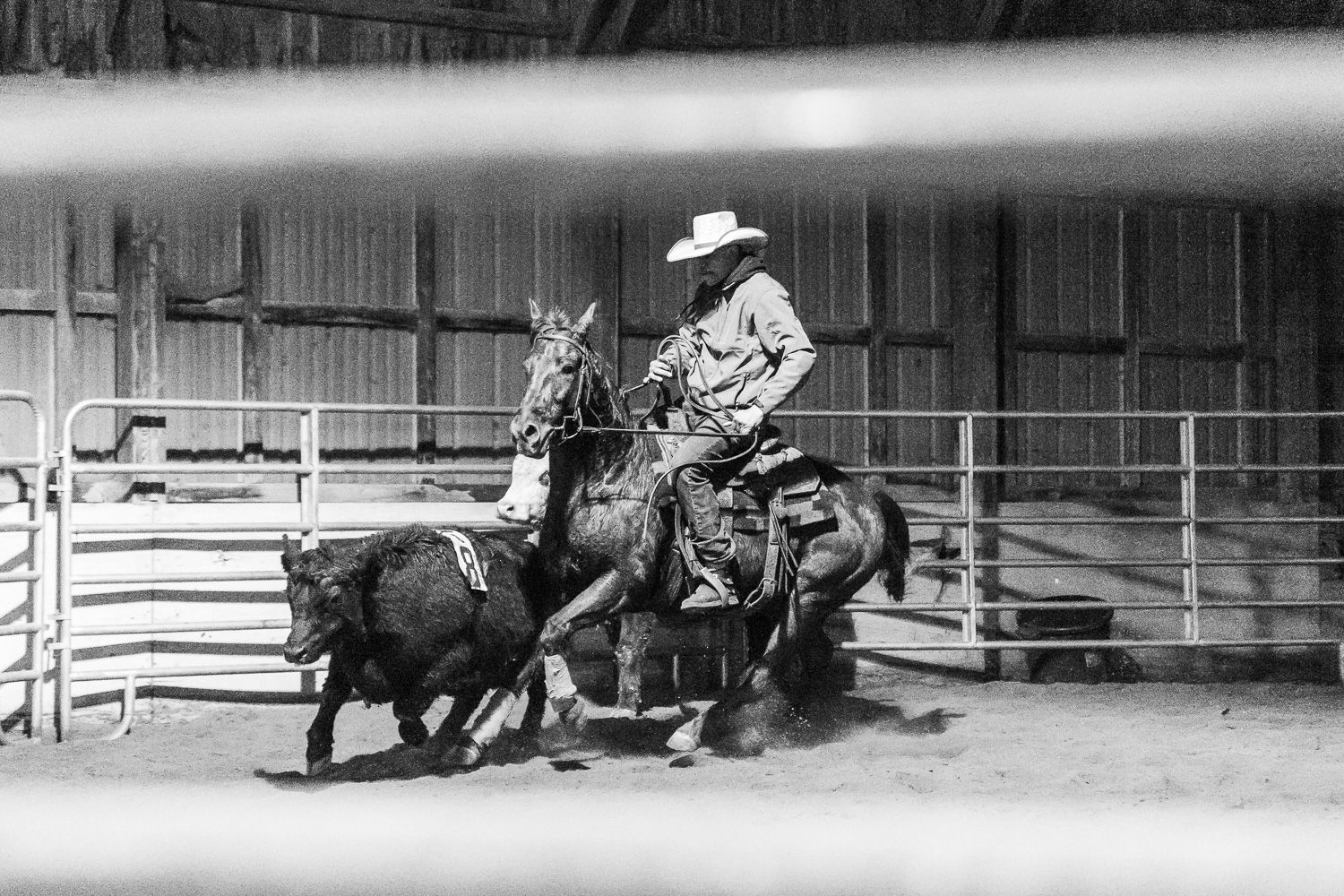 Black and white photo of a man in a cowboy hat herding cattle in the ring. 