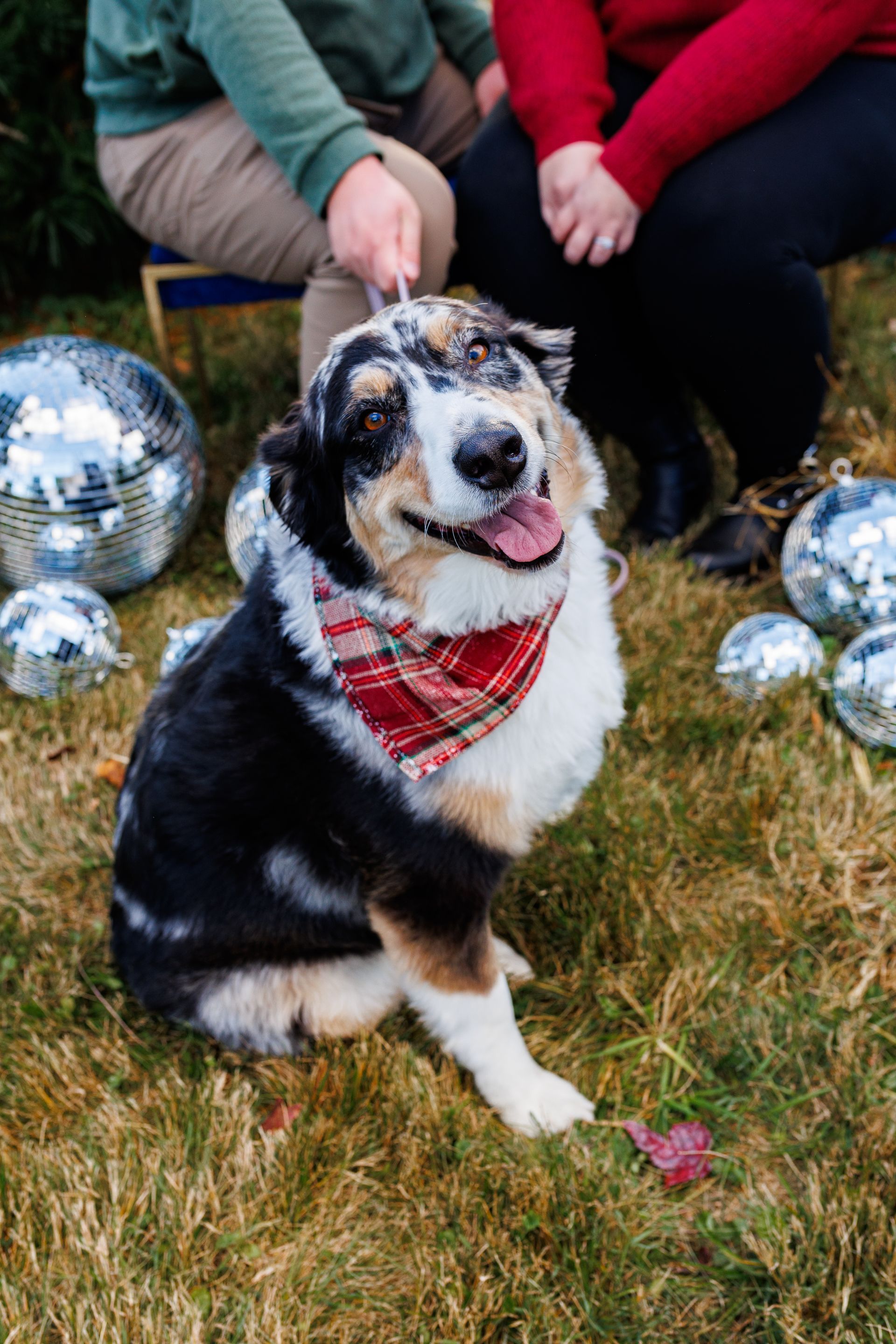 A dog wearing a bandana is sitting in the grass next to a person.
