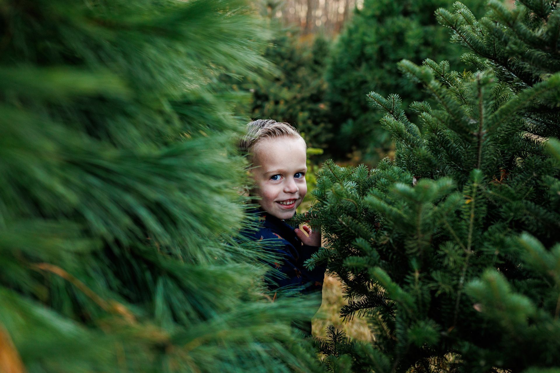 A young boy is peeking out from behind a christmas tree.