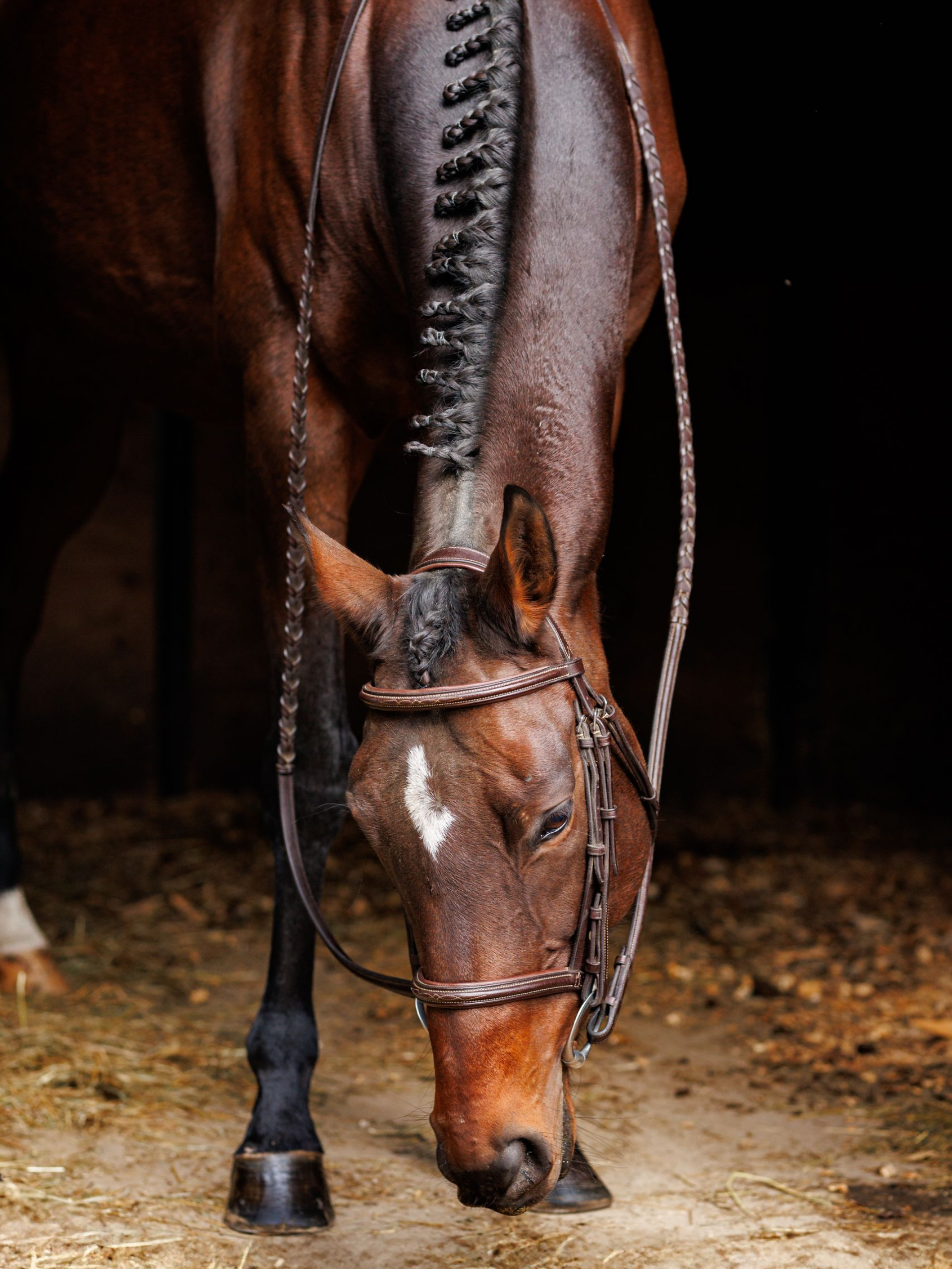 equestrian photography girl riding a tan horse with an Ariat shirt