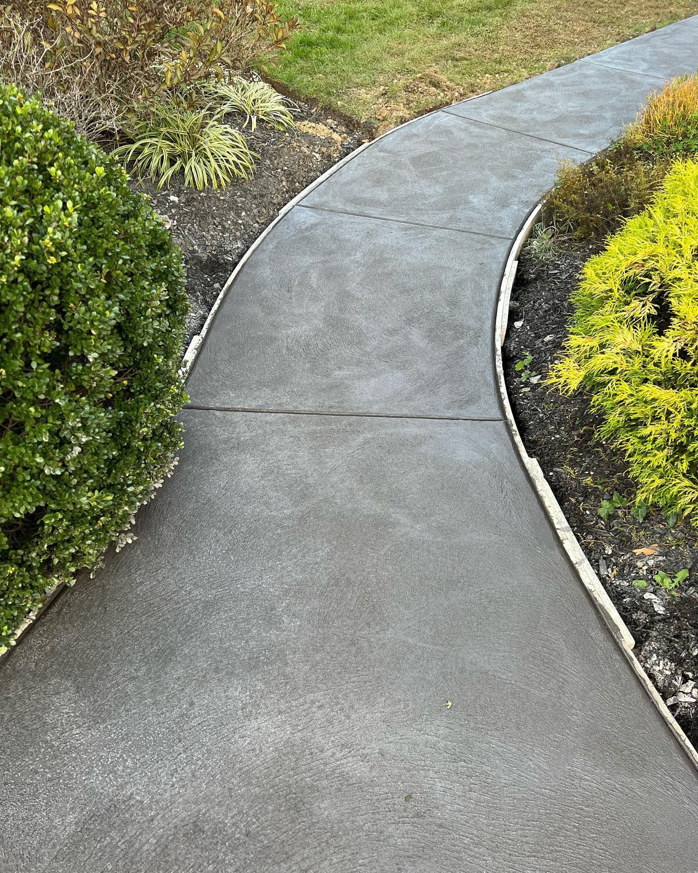 Curving concrete pathway through garden beds with green and yellow bushes.