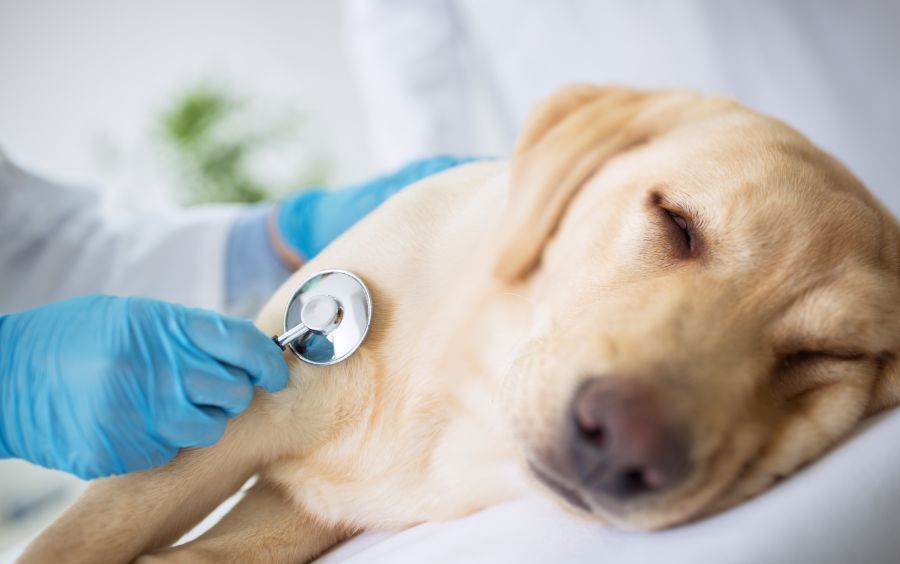 Visita veterinaria al cane