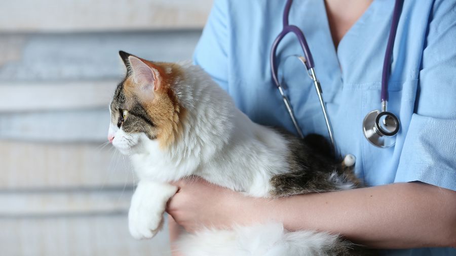 Gatto con veterinario