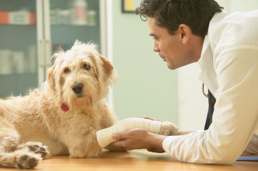 Cane con fasciatura dal veterinario