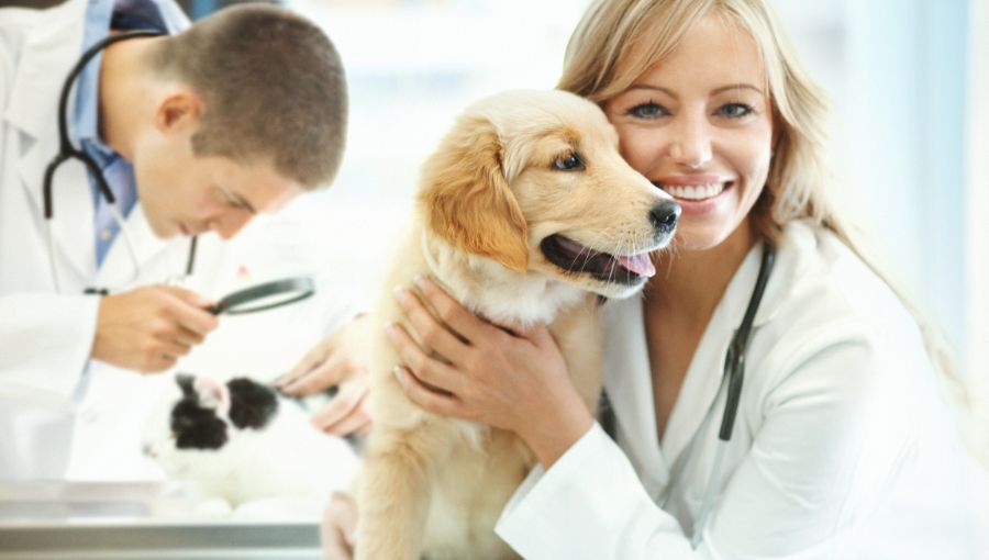 Cane con veterinaria