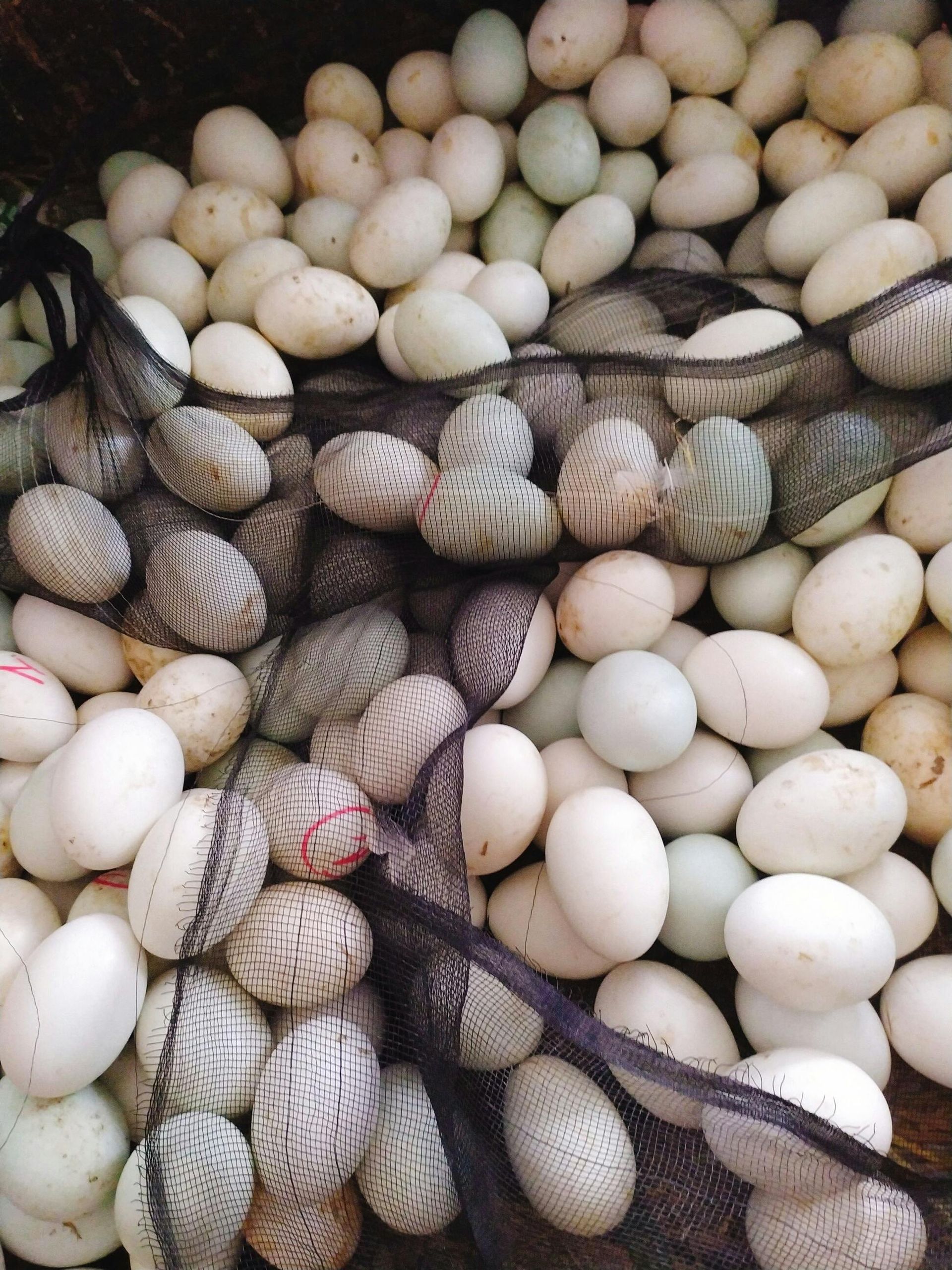 Duck Eggs: 1/2 Cart