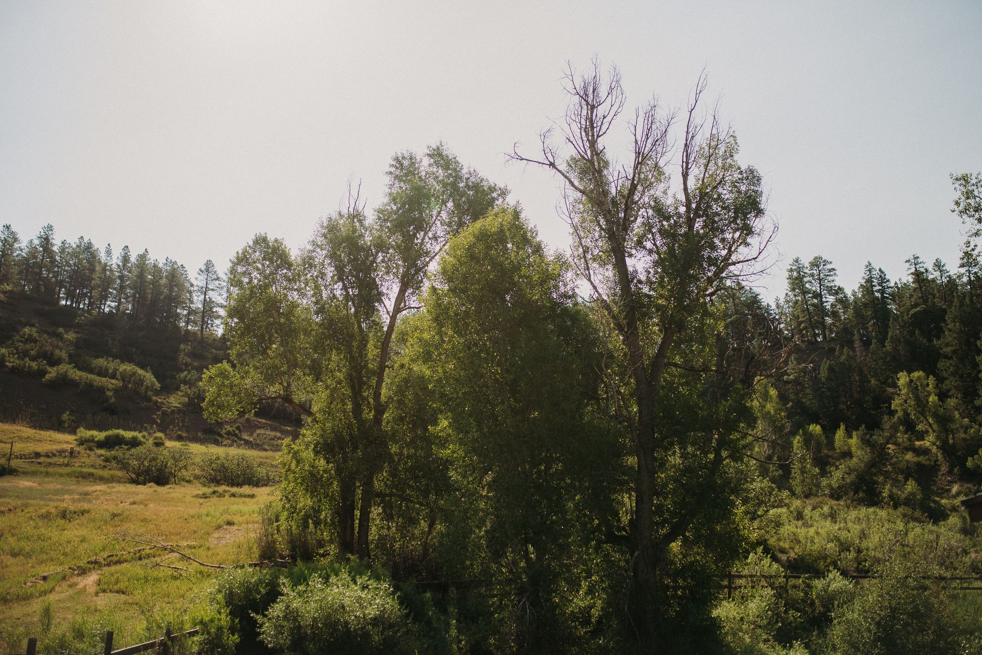 Green trees in a sunny field, forest in the background.