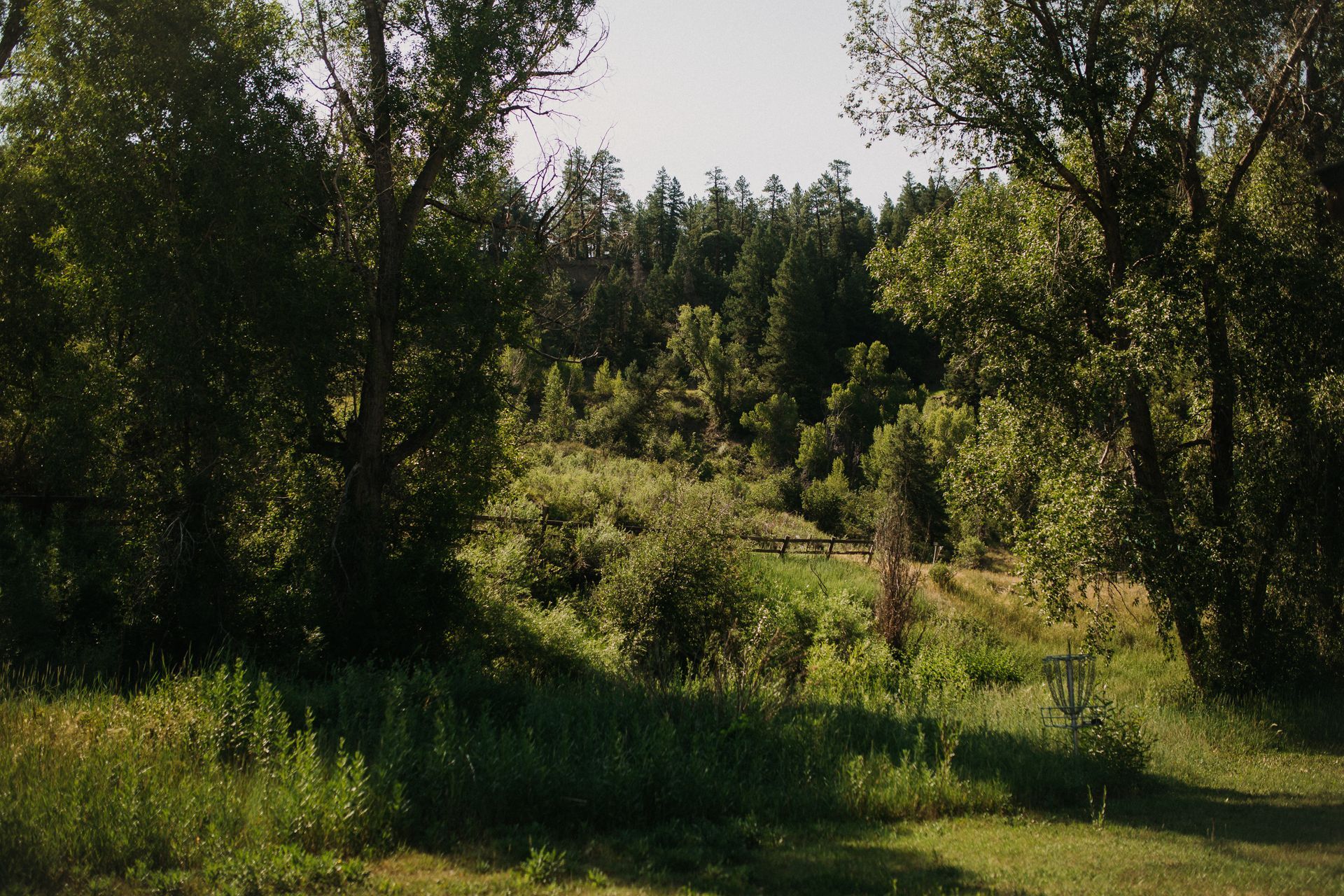 Lush green forest scene with trees, bushes, and grass, bathed in sunlight.