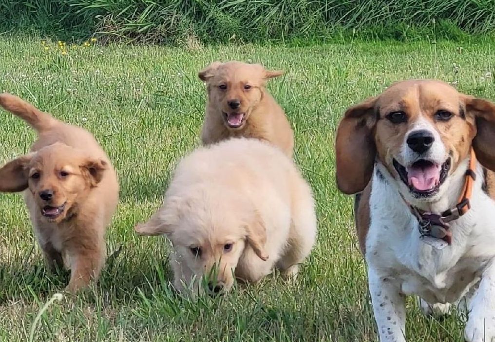 Bording and Training Dog Services. 