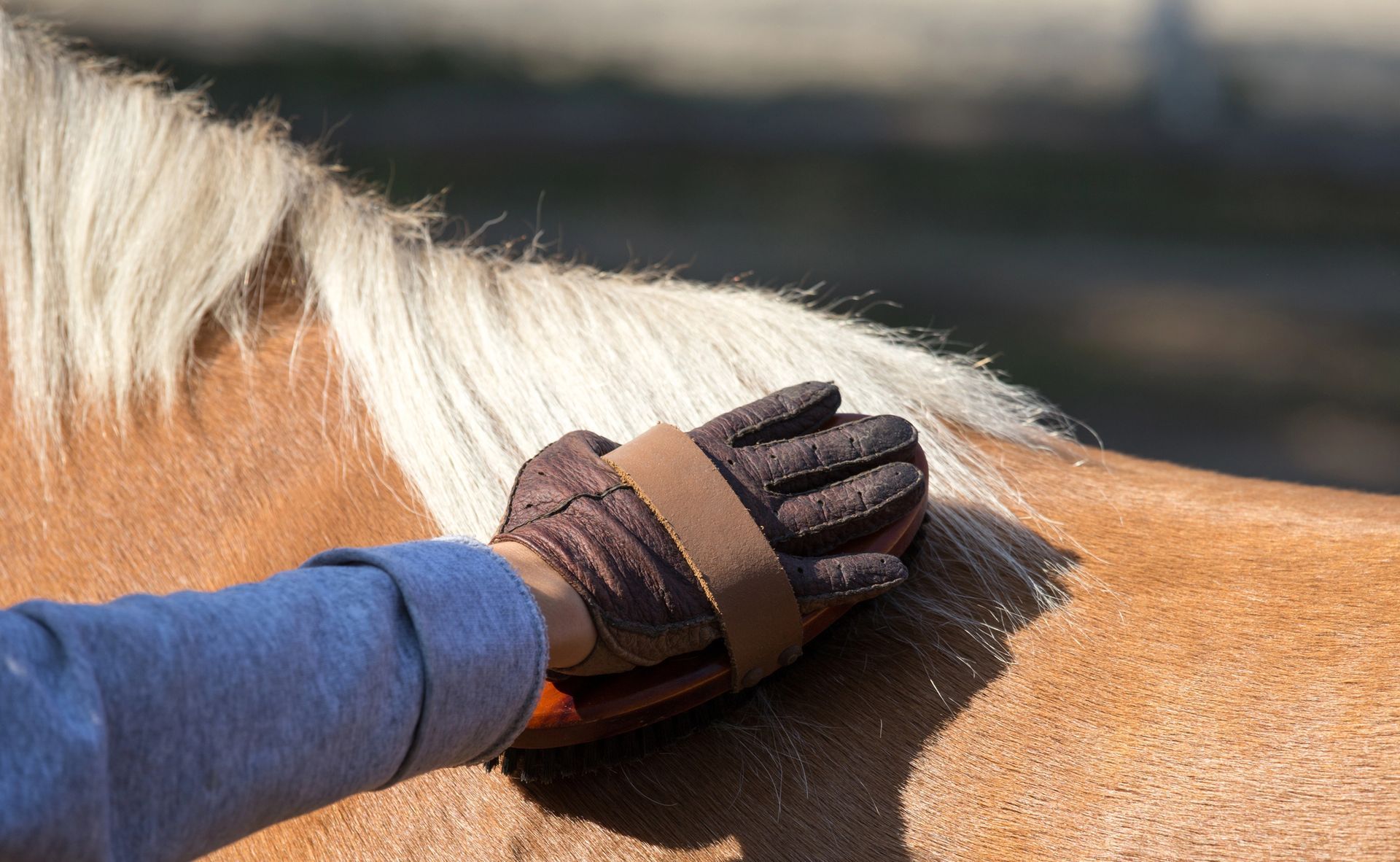Mano che spazzola il pelo di un cavallo marrone con un guanto marrone, accanto a una fluente criniera bionda.