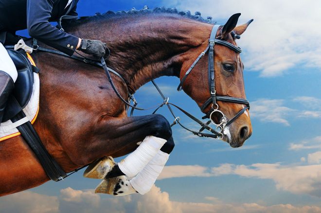 Cavallo che salta un ostacolo; il cavallo è marrone, il cavaliere è vestito di scuro, sullo sfondo il cielo è azzurro.