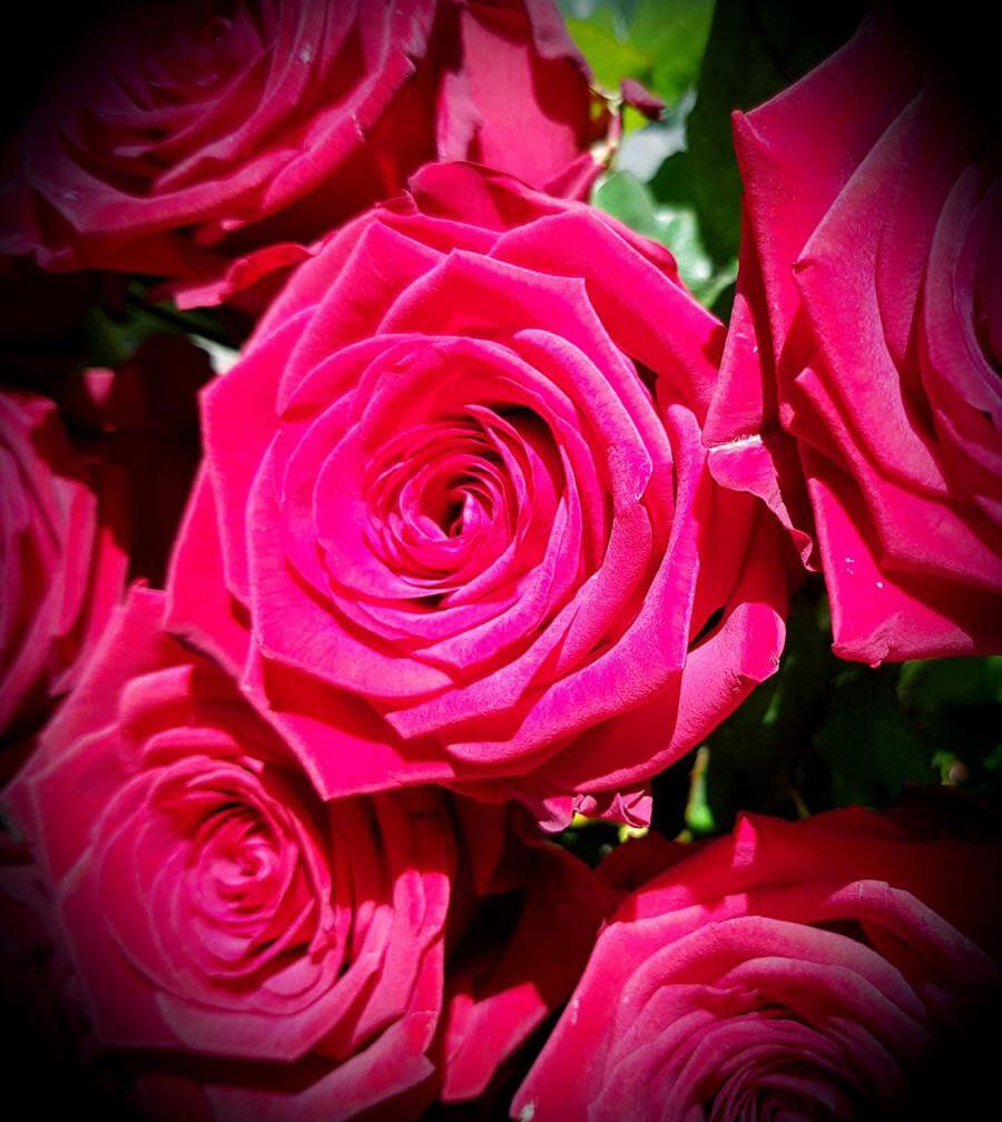 Rose per addobbi funebri